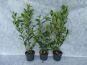 kirschlorbeer caucasica c3 80 100 topf