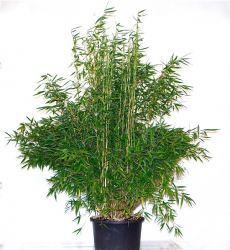 DEAKTIV Bambuspflanze Fargesia Murielae Superjumbo Größe 60-80 cm, im 5L Container