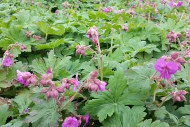 Geranium macrorrhizum - Balkan Storschnabel