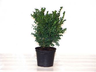 Buxus (Buchsbaum) im Container Größe 15-20cm, 0,5L Topf