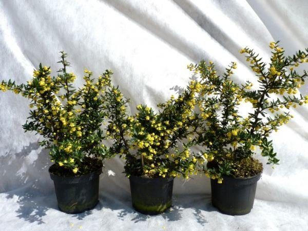 Silber-Berberitze 'frikartii' Verrucandi, 30-40 cm 