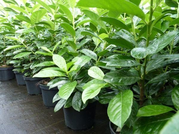 Kirschlorbeer Novita 