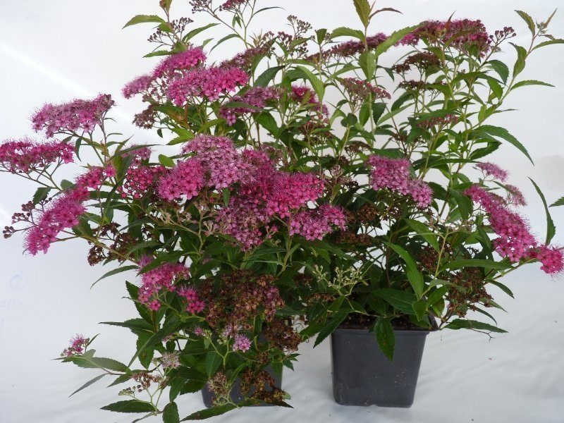 Spiraea bumalda 'Anthony Waterer' - rote Sommerspiere 