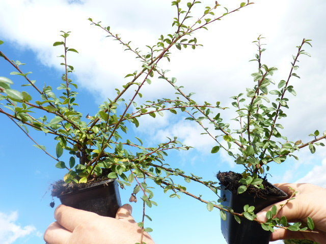 Cotoneaster 'Coral beauty' - Kriechmispel, 30-40cm 
