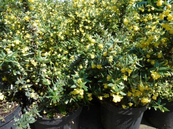 Silber-Berberitze 'frikartii' Verrucandi, 40-50cm 