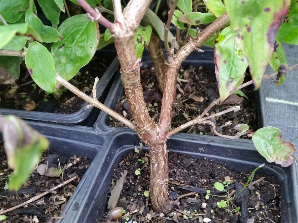 Cornus mas - Europäische Kornelkirsche Größe 100-125cm, 3L Topf