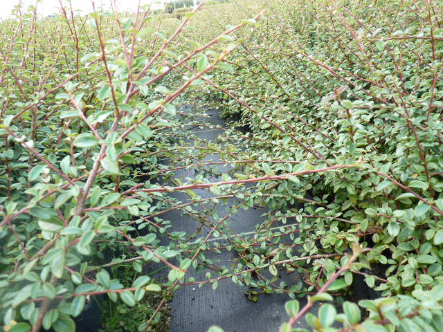 Cotoneaster 'Coral beauty' - Kriechmispel, 30-40cm 