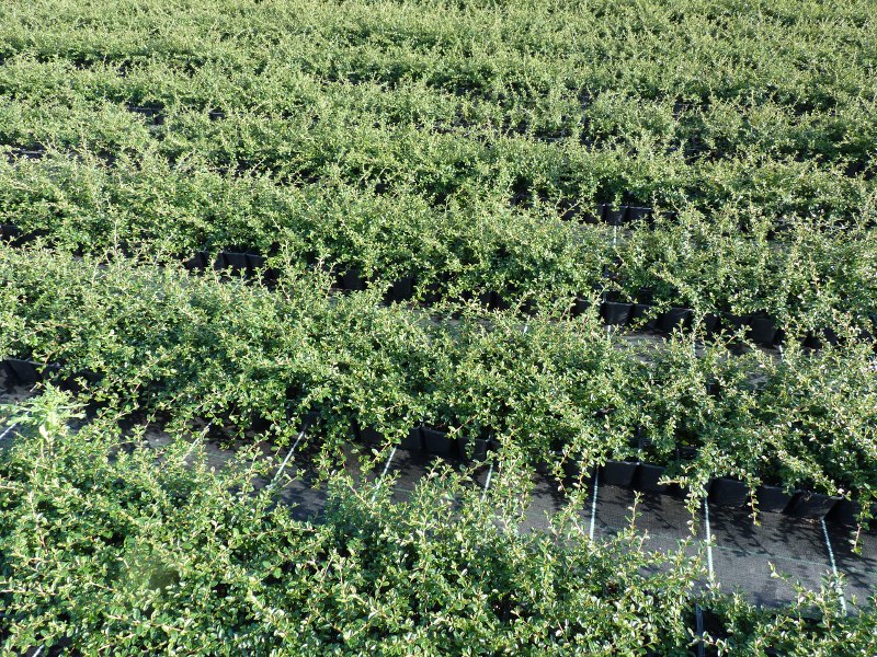 Cotoneaster 'Coral beauty' - Kriechmispel, 20-30cm 