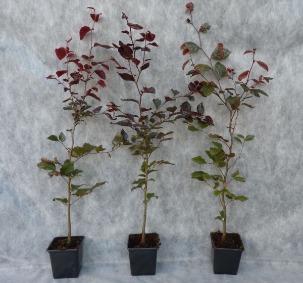 Fagus sylvatica purpurea - Blutbuche Größe 80-100 cm, im 3L Container