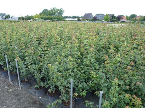 Acer Campestre - Feldahorn Größe 125-150cm