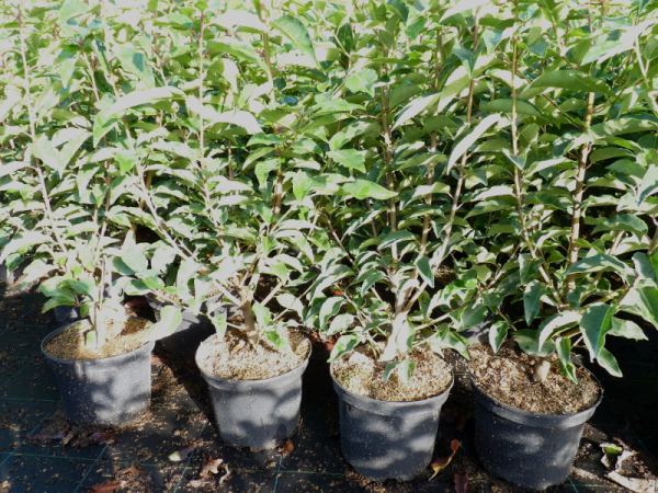 Portugiesische Lorbeerkirsche 