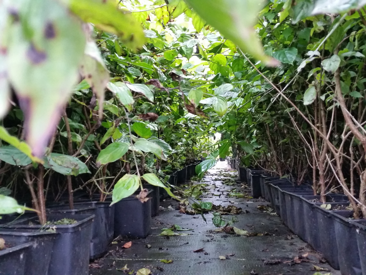 Cornus mas - Europäische Kornelkirsche Größe 100-125cm, 3L Topf
