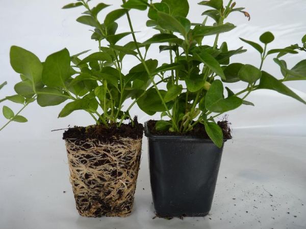 Vinca major - Großes Immergrün 