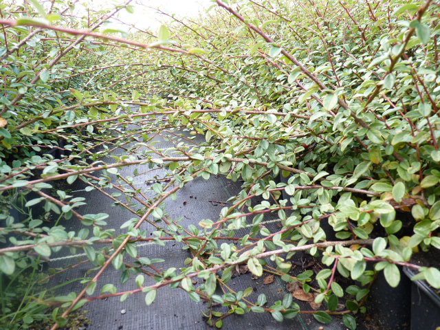 Cotoneaster 'Coral beauty' - Kriechmispel, 30-40cm 