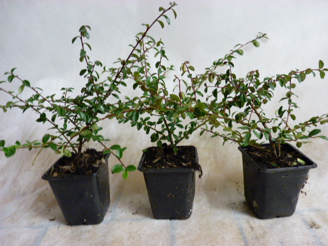 Cotoneaster 'Coral beauty' - Kriechmispel, 20-30cm 