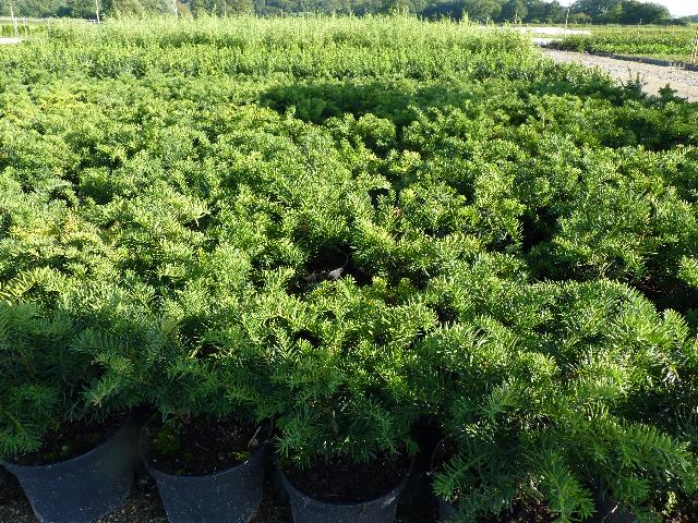 Taxus baccata 'Repandens' - Bodendeckereibe Taxus Baccata Repandens, 20-30 cm, 1L Topf