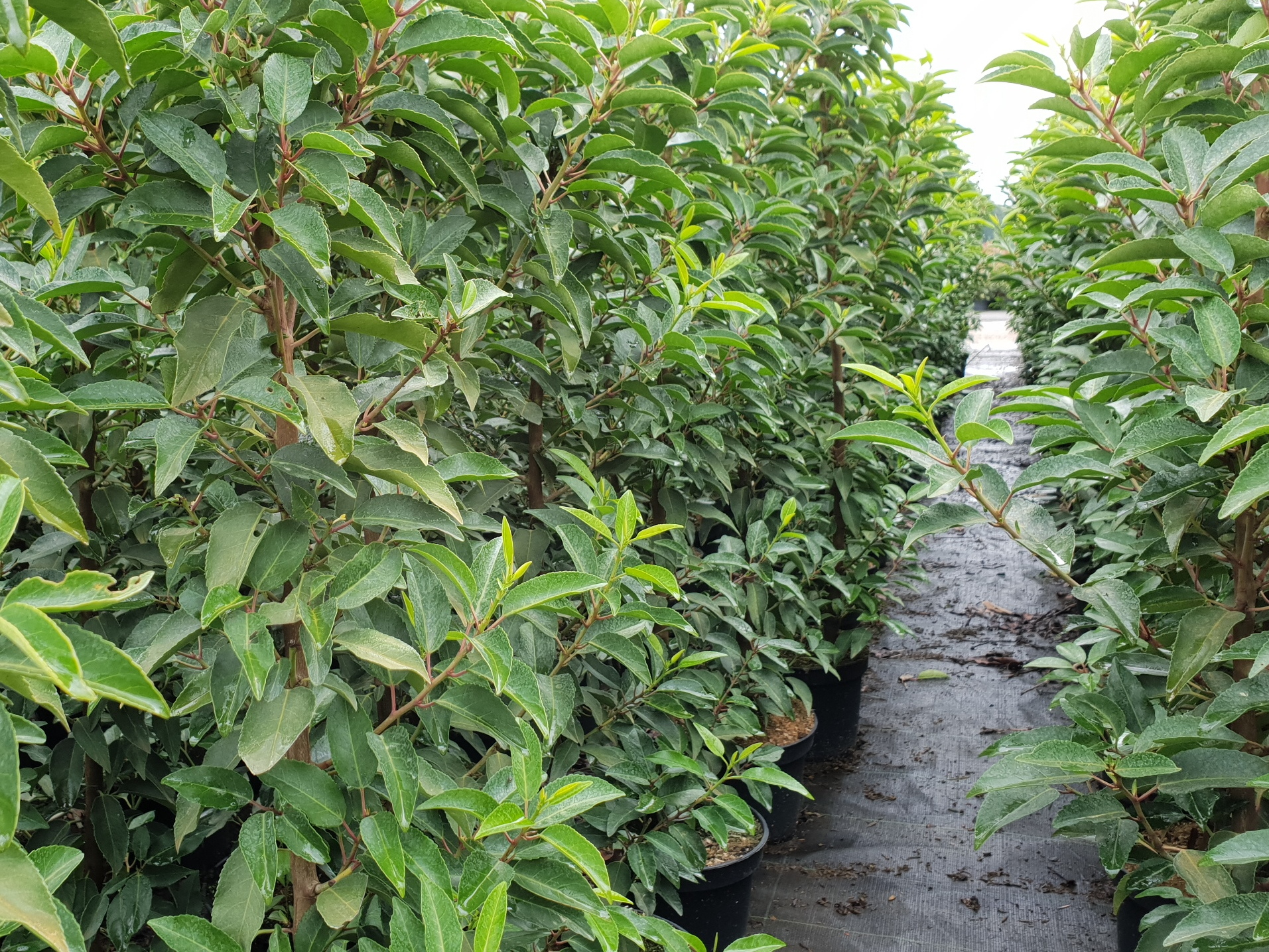 Portugiesische Lorbeerkirsche 