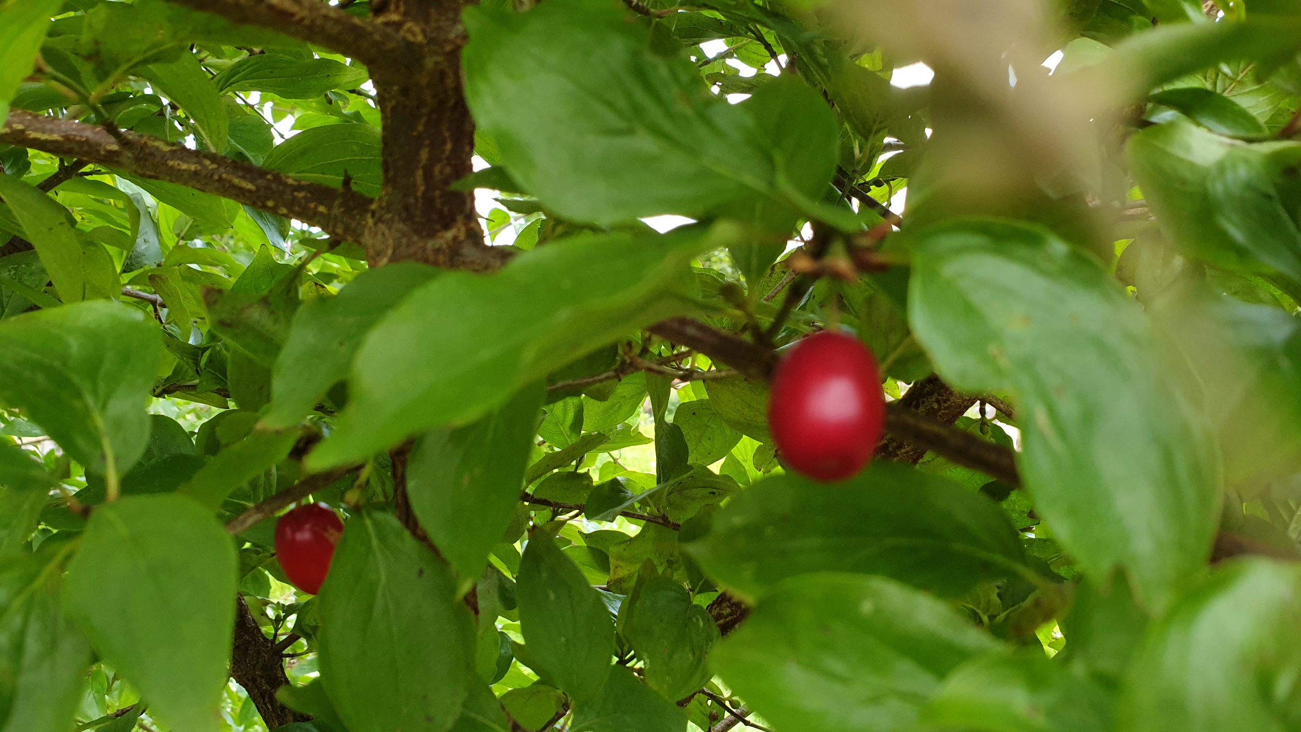 Cornus mas - Europäische Kornelkirsche Größe 100-125cm, 3L Topf