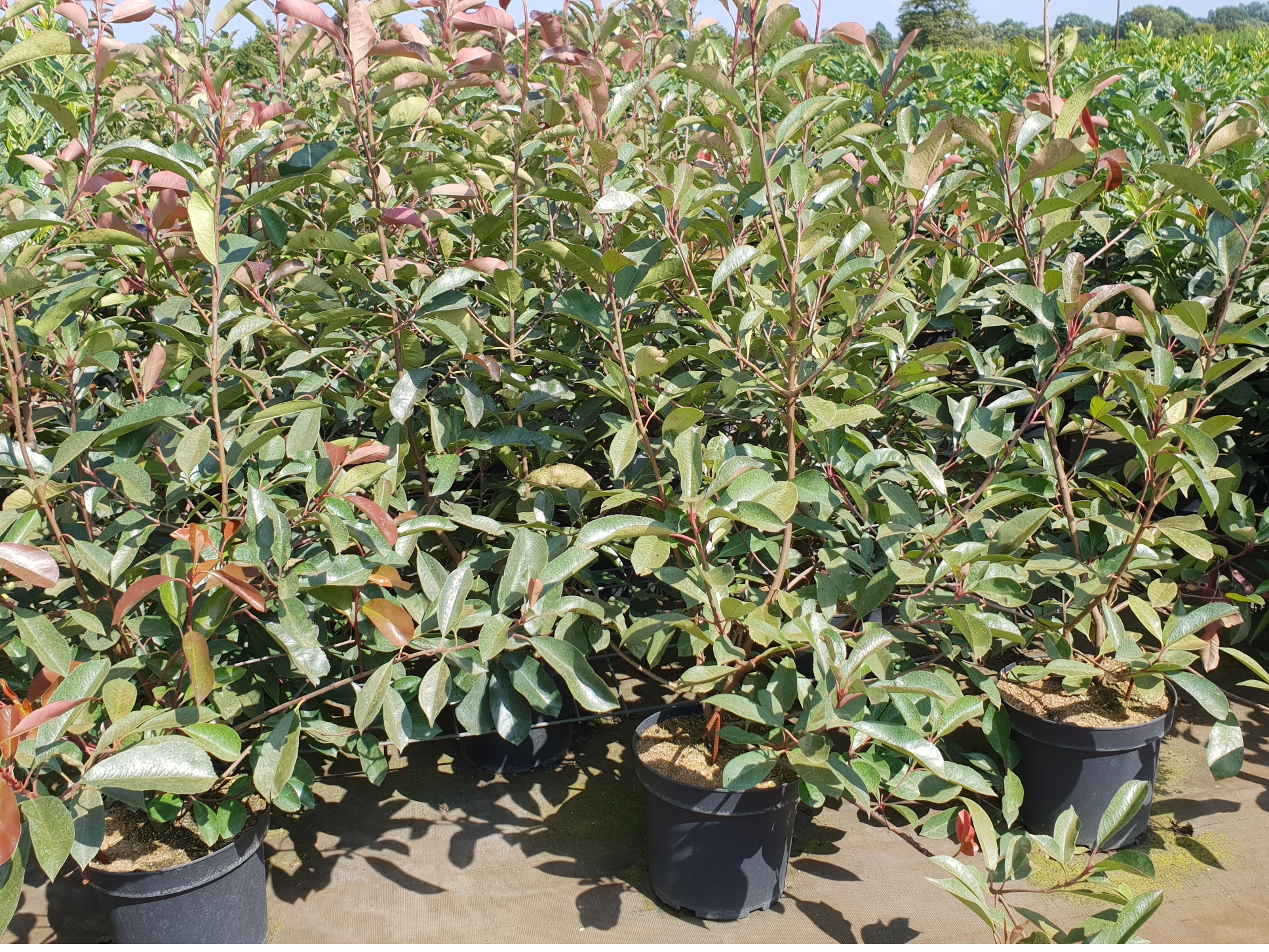 Photinia - Rote Glanzmispel 