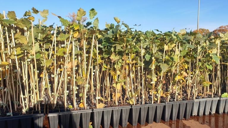 Sorbus torminalis (Elsbeere) 