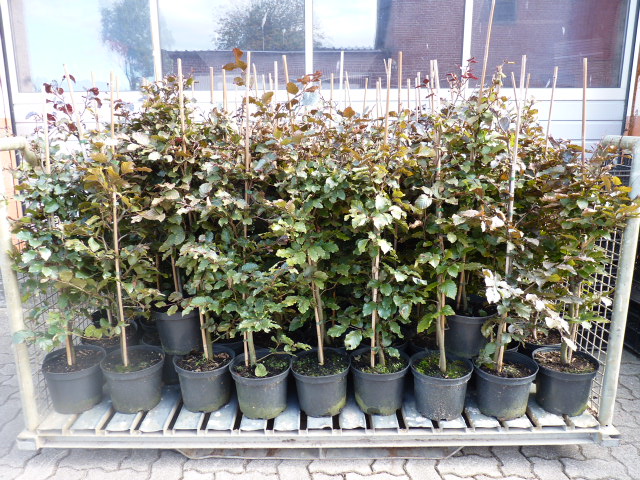 Fagus sylvatica purpurea - Blutbuche Größe 80-100 cm, im 3L Container