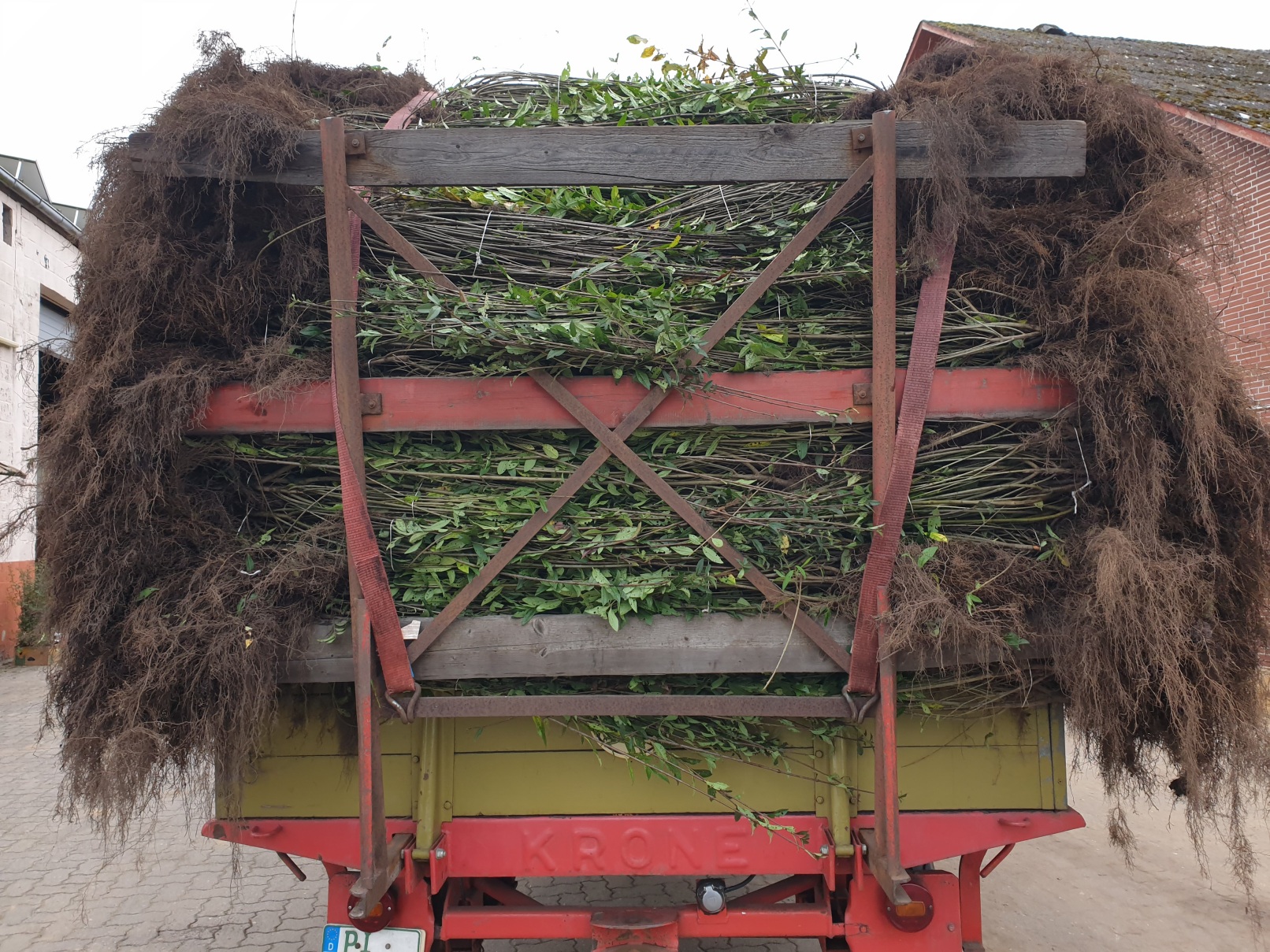 Ligustrum atrovirens - Liguster als Freilandware 80-100 cm, 3 jährig